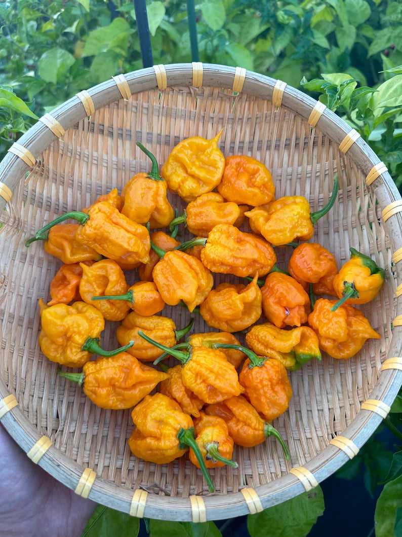 Carolina Reaper Yellow Pepper Seeds