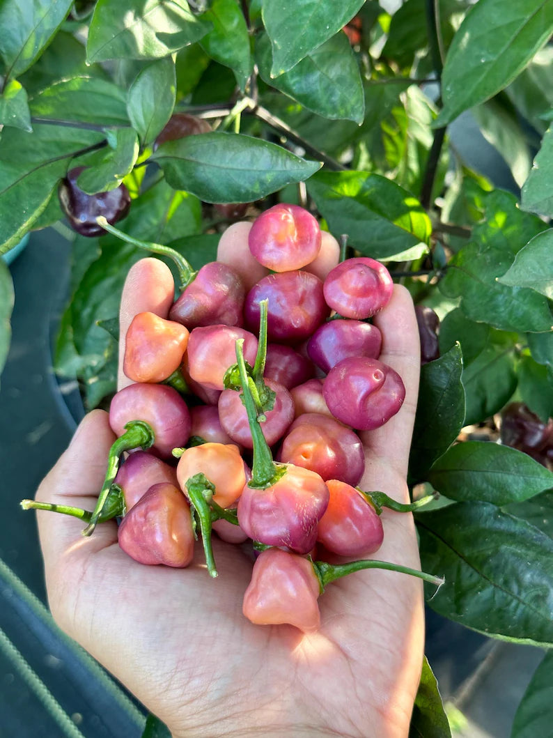 Cheiro Roxa Pepper Seeds