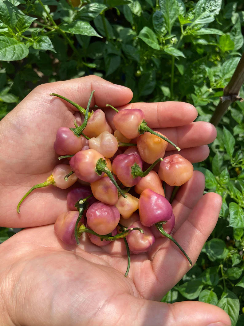 Cheiro Roxa Pepper Seeds