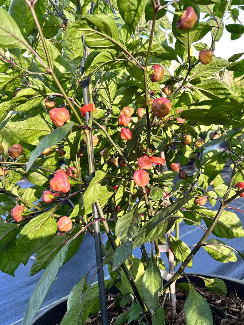 Cheiro Roxa Pepper Seeds