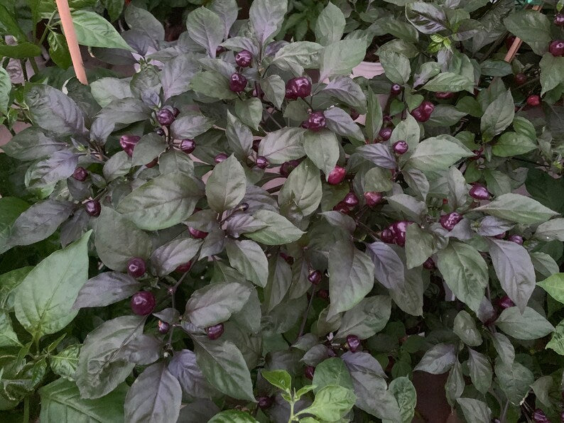 Cheiro Roxa Pepper Seeds