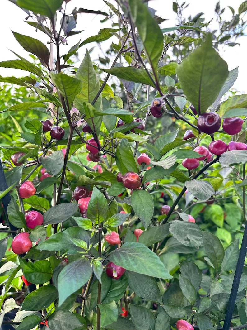 Cheiro Roxa Pepper Seeds