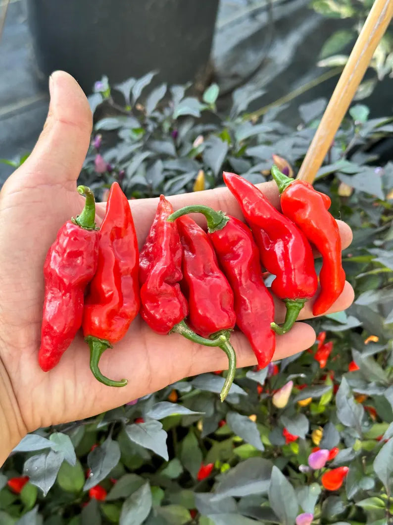 Cheiro Roxa X Pepper Seeds