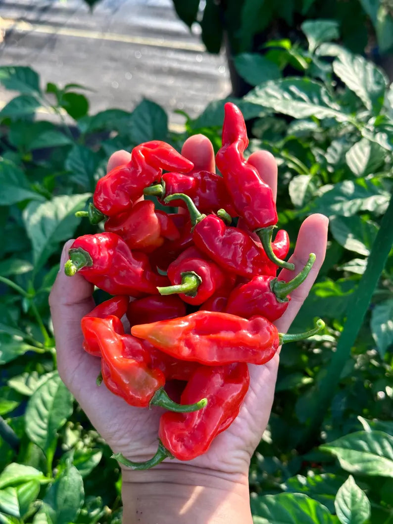 Cheiro Roxa X Pepper Seeds