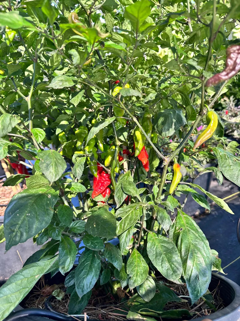 Cheiro Roxa X Pepper Seeds