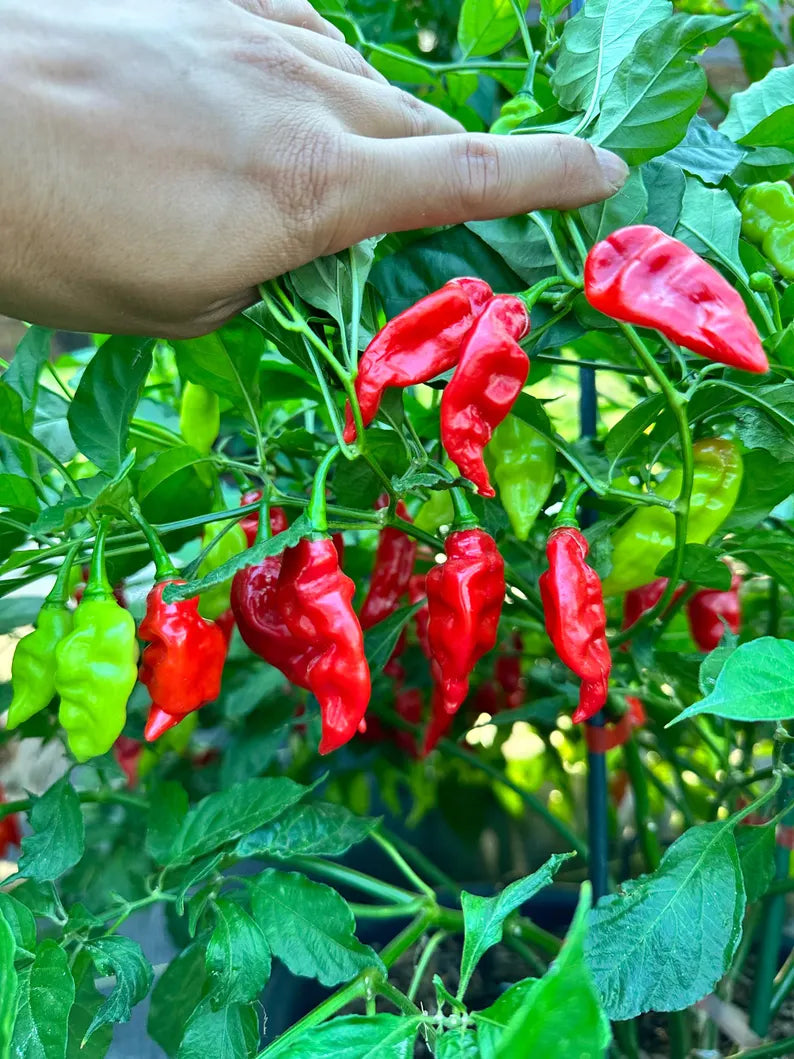 Cheiro Roxa X Pepper Seeds