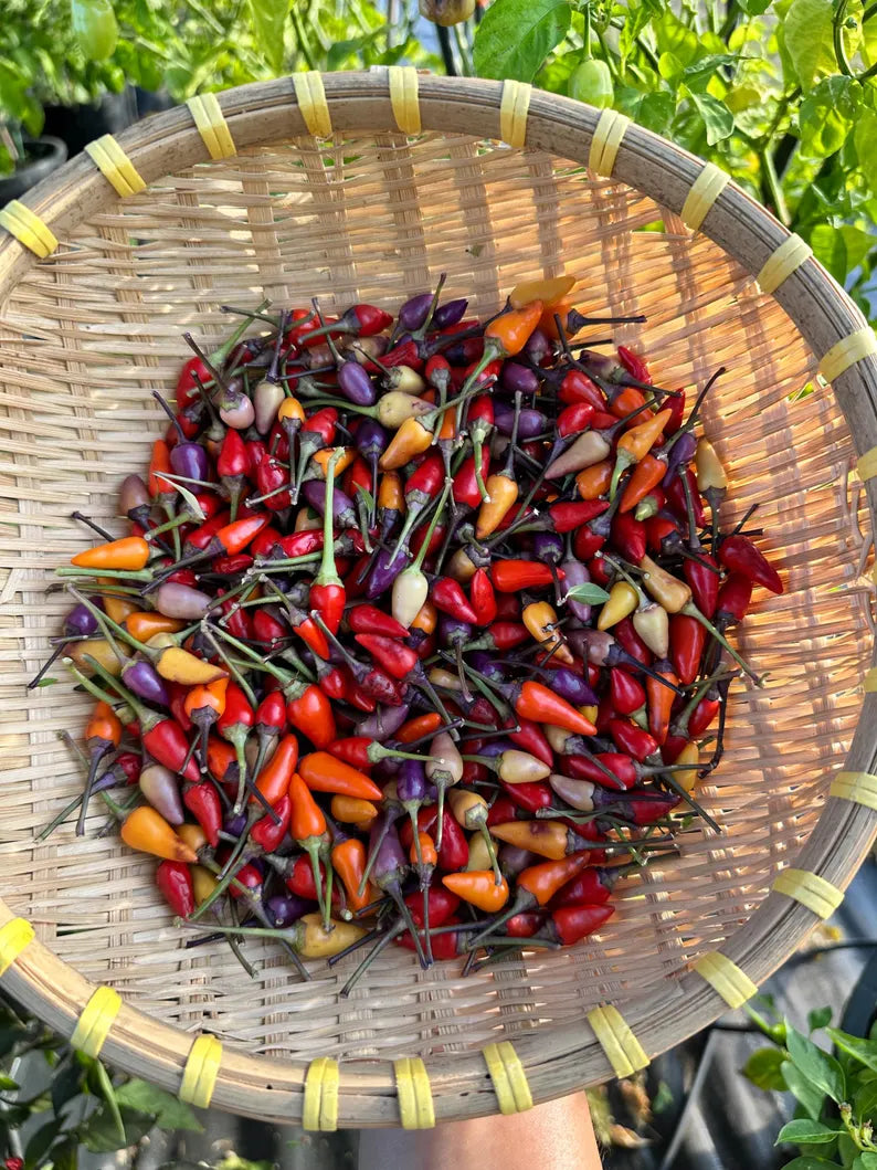 Chinese 5 Colors Pepper Seeds