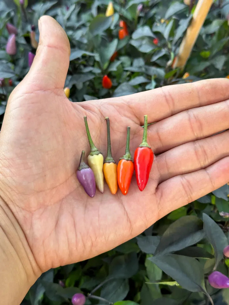 Chinese 5 Colors Pepper Seeds