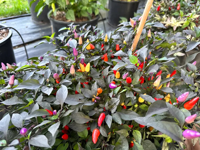 Chinese 5 Colors Pepper Seeds