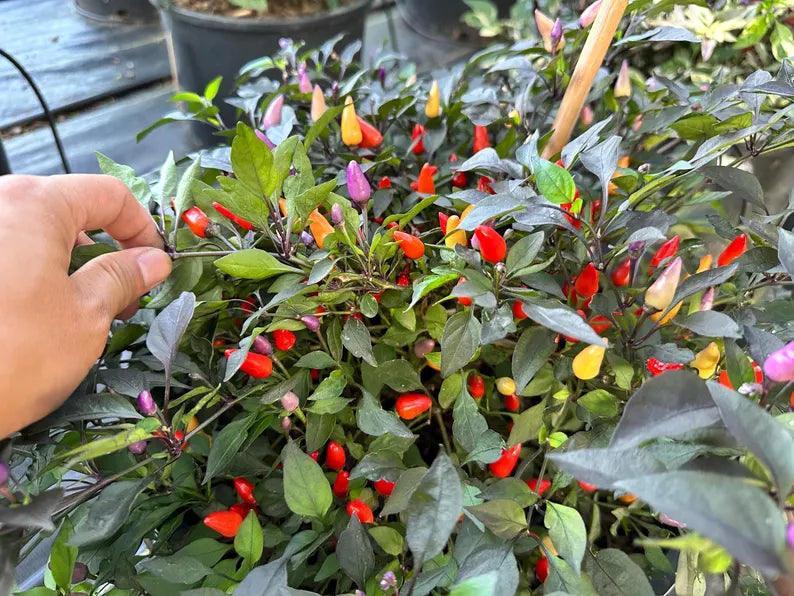 Chinese 5 Colors Pepper Seeds