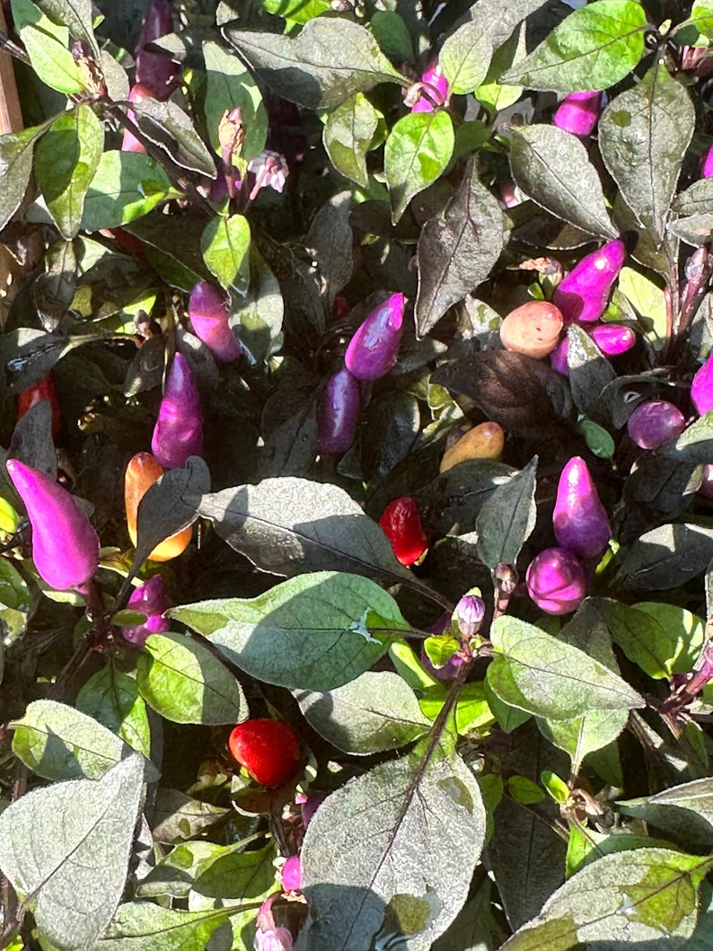 Chinese 5 Colors Pepper Seeds