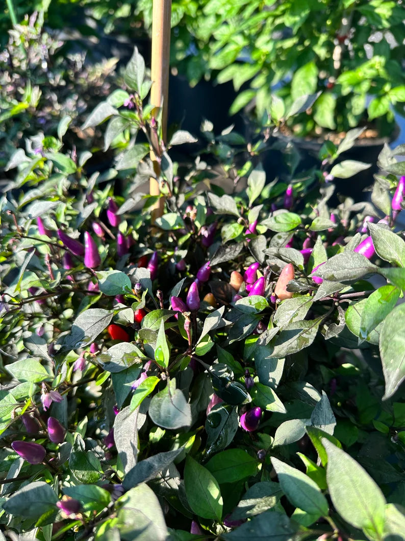 Chinese 5 Colors Pepper Seeds