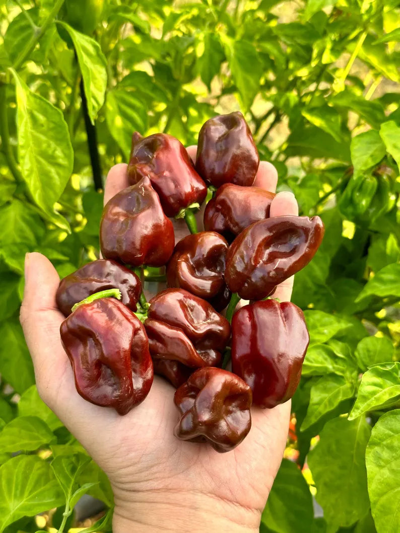 Chocolate Habanero Pepper Seeds