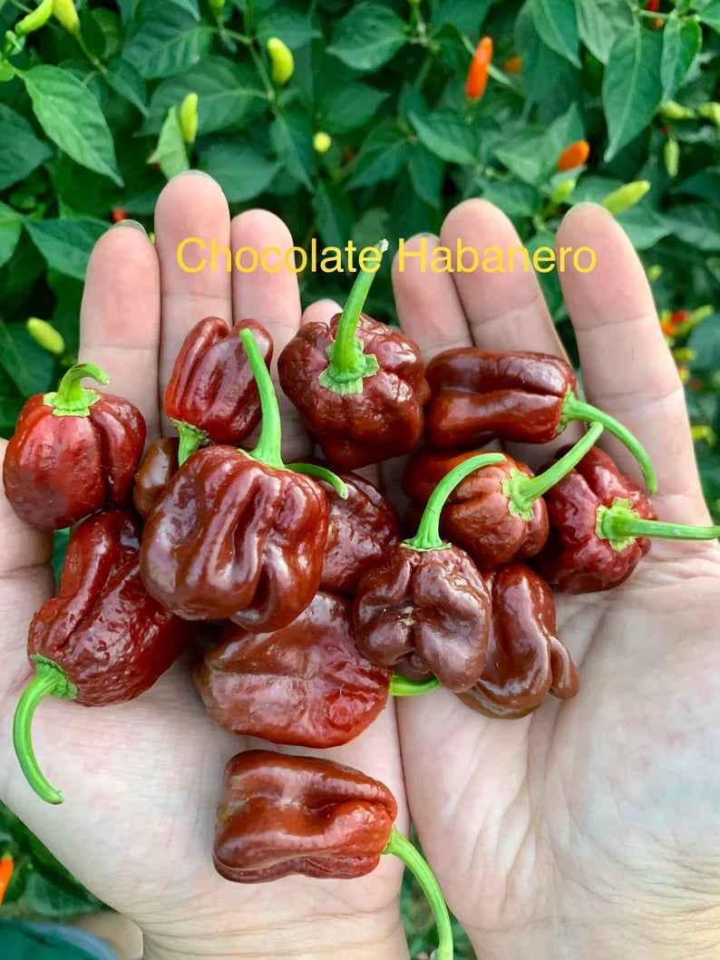 Chocolate Habanero Pepper Seeds