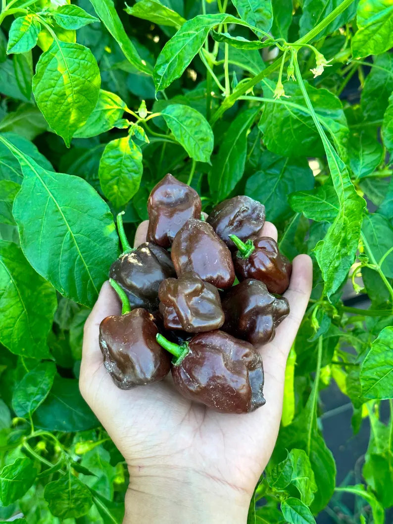 Chocolate Habanero Pepper Seeds