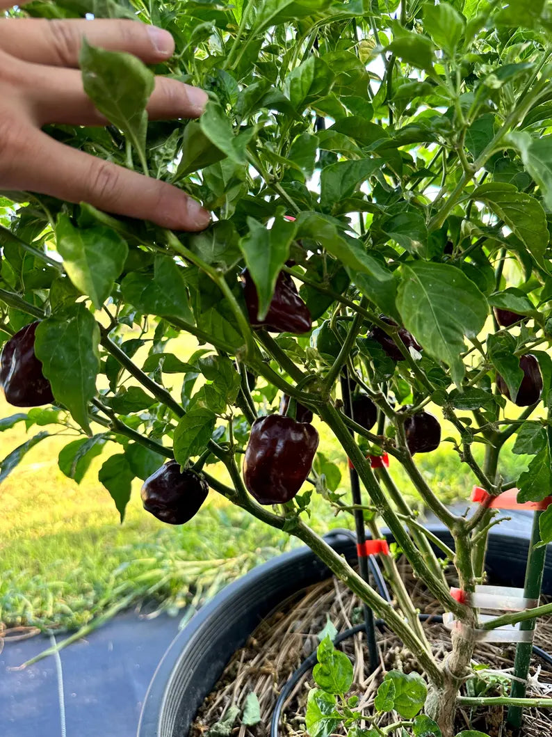 Chocolate Habanero Pepper Seeds