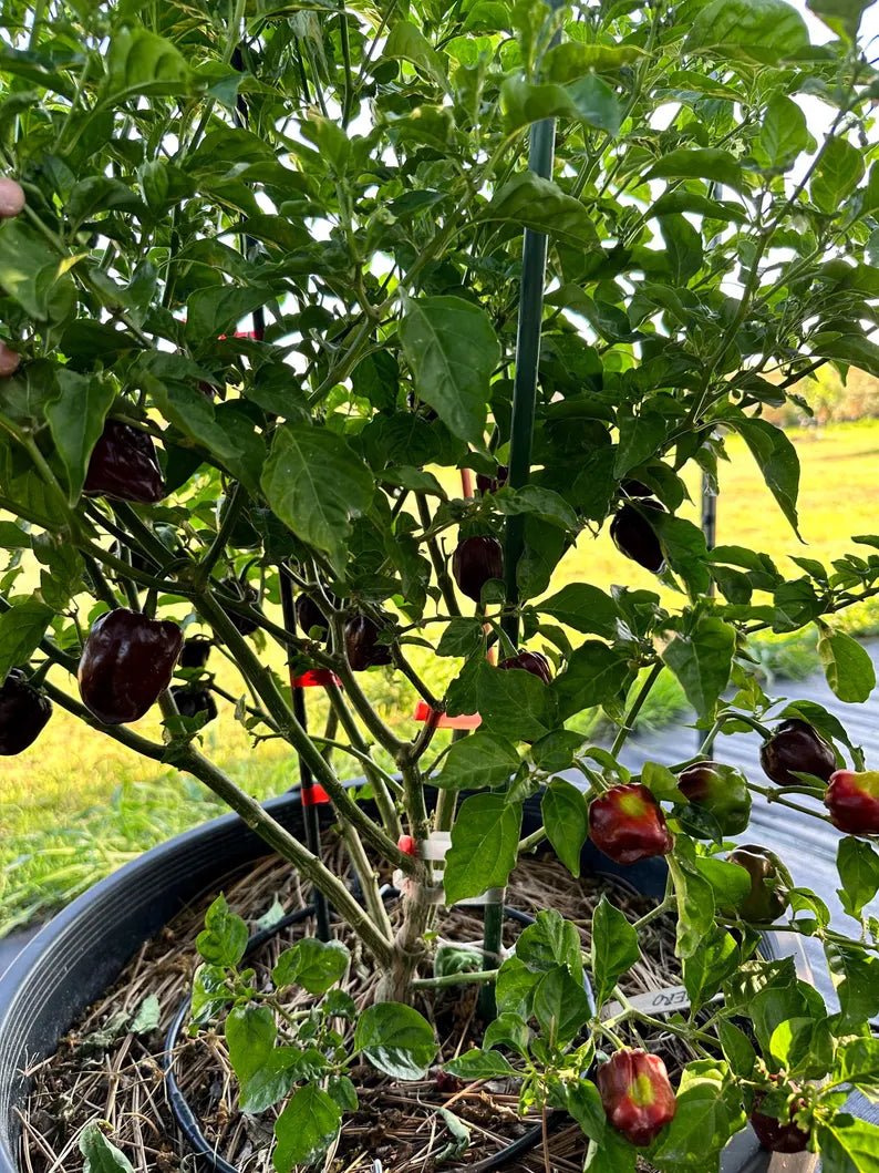 Chocolate Habanero Pepper Seeds