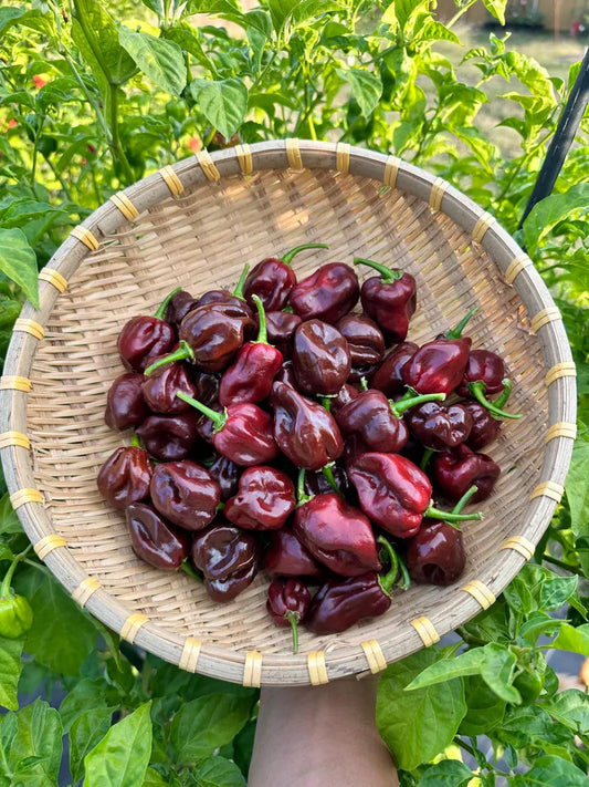 Chocolate Habanero Pepper Seeds