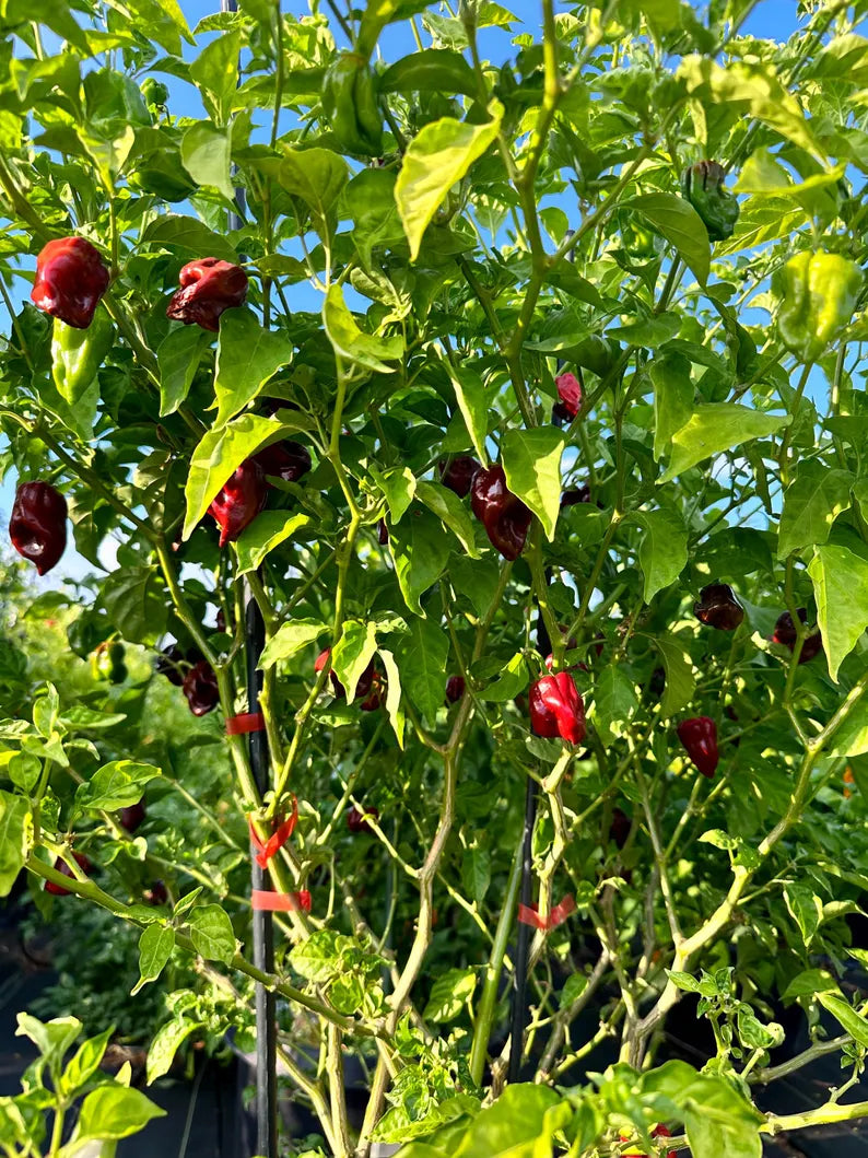 Chocolate Habanero Pepper Seeds