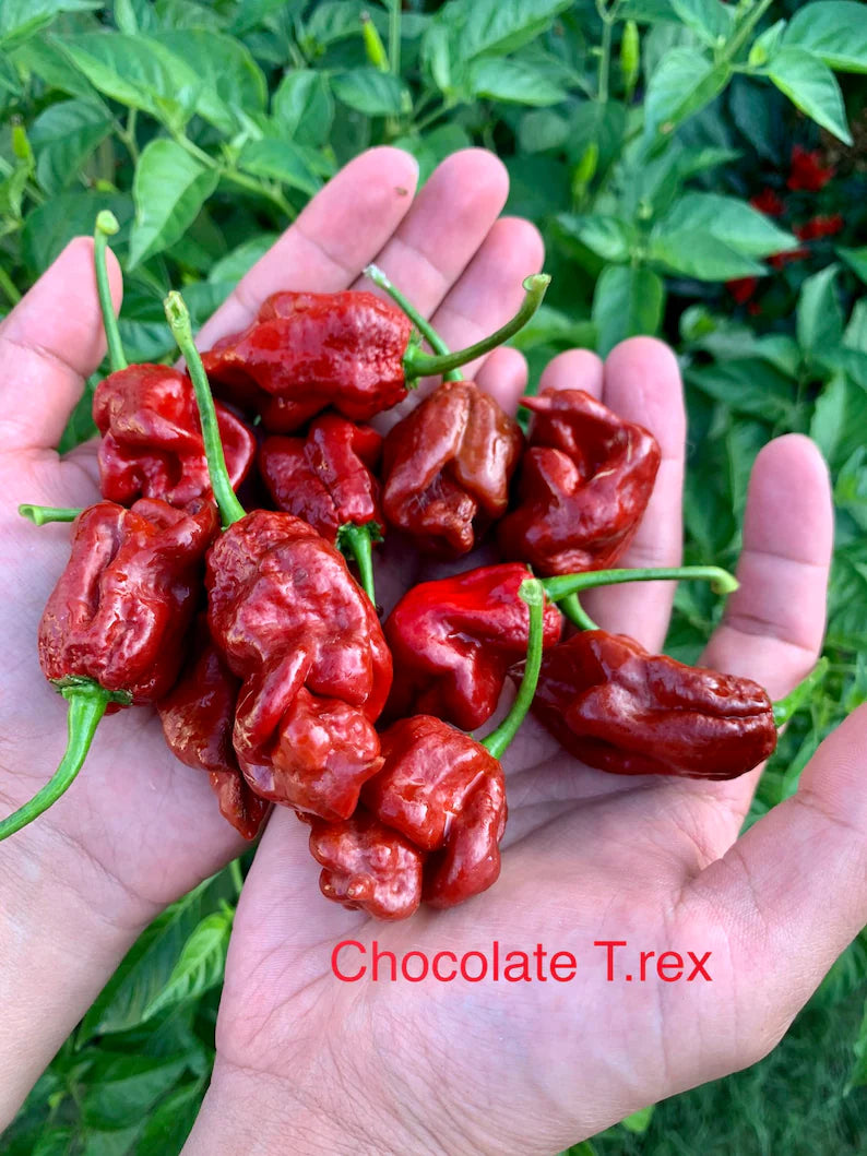 Chocolate T-Rex Pepper Seeds