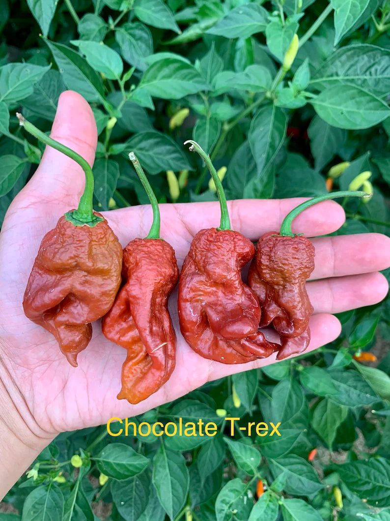 Chocolate T-Rex Pepper Seeds