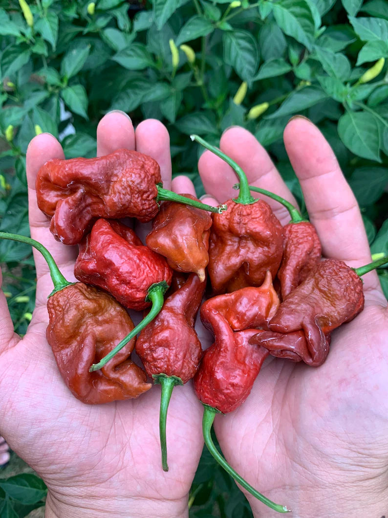 Chocolate T-Rex Pepper Seeds