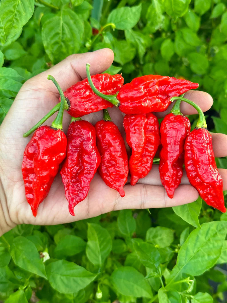 Darth Maul x Fatalii Gourmet Jigsaw Pepper Seeds