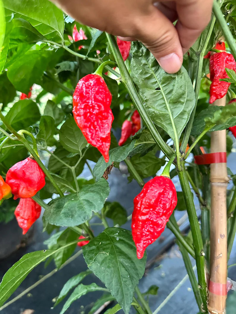 Darth Maul x Fatalii Gourmet Jigsaw Pepper Seeds