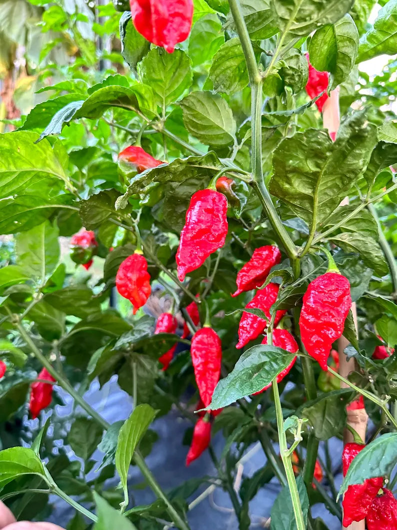 Darth Maul x Fatalii Gourmet Jigsaw Pepper Seeds