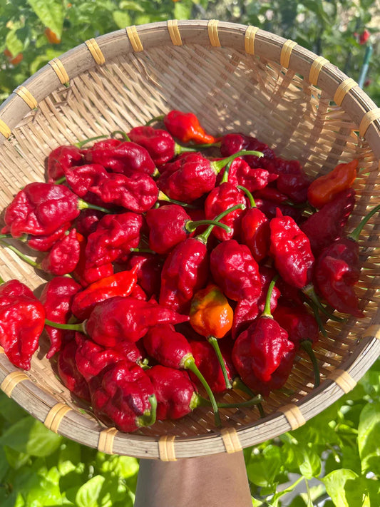 Darth Maul x Fatalii Gourmet Jigsaw Pepper Seeds