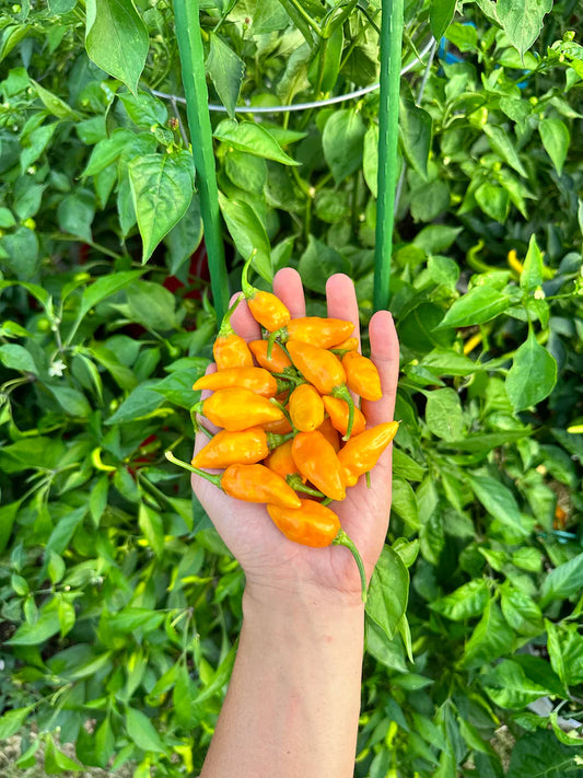 Datil Yellow Pepper Seeds