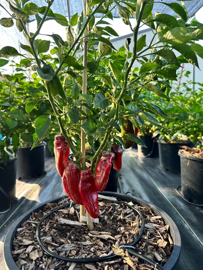 Dieghito Jalapeño X Pepper Seeds