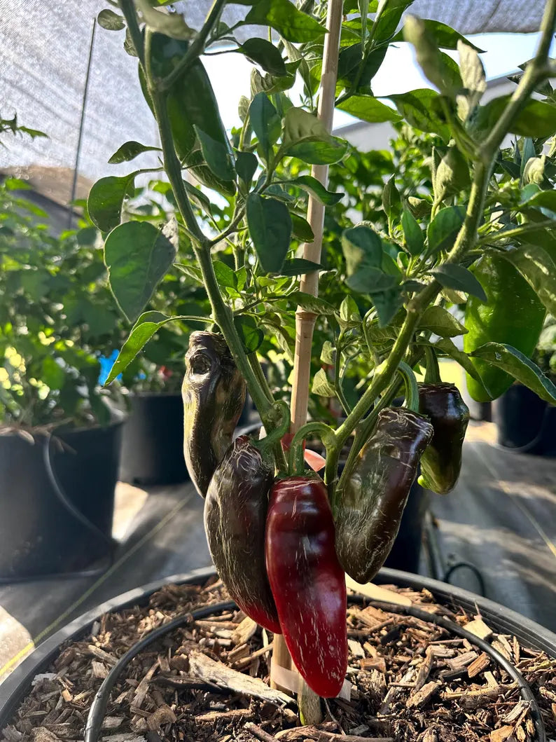 Dieghito Jalapeño X Pepper Seeds