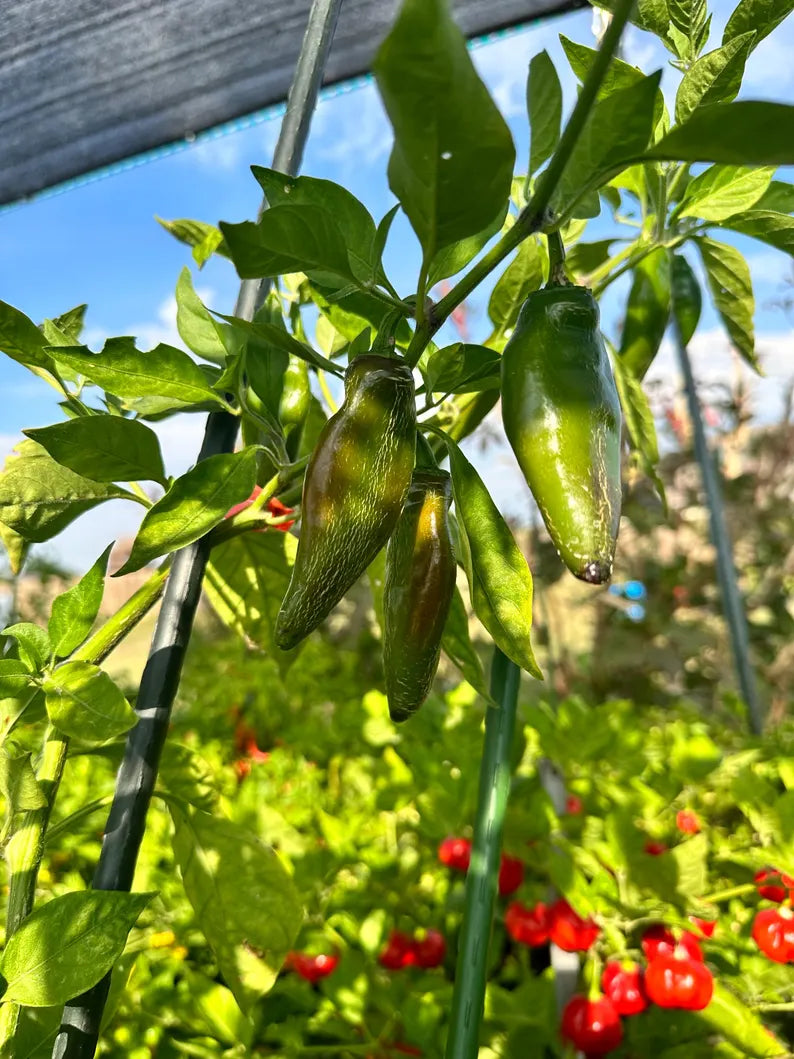 Dieghito Jalapeño X Pepper Seeds