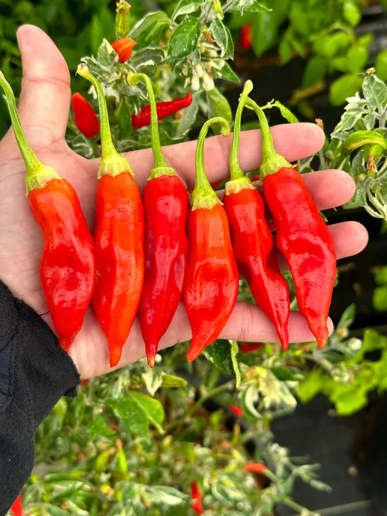 Dong Xuan Pepper Seeds