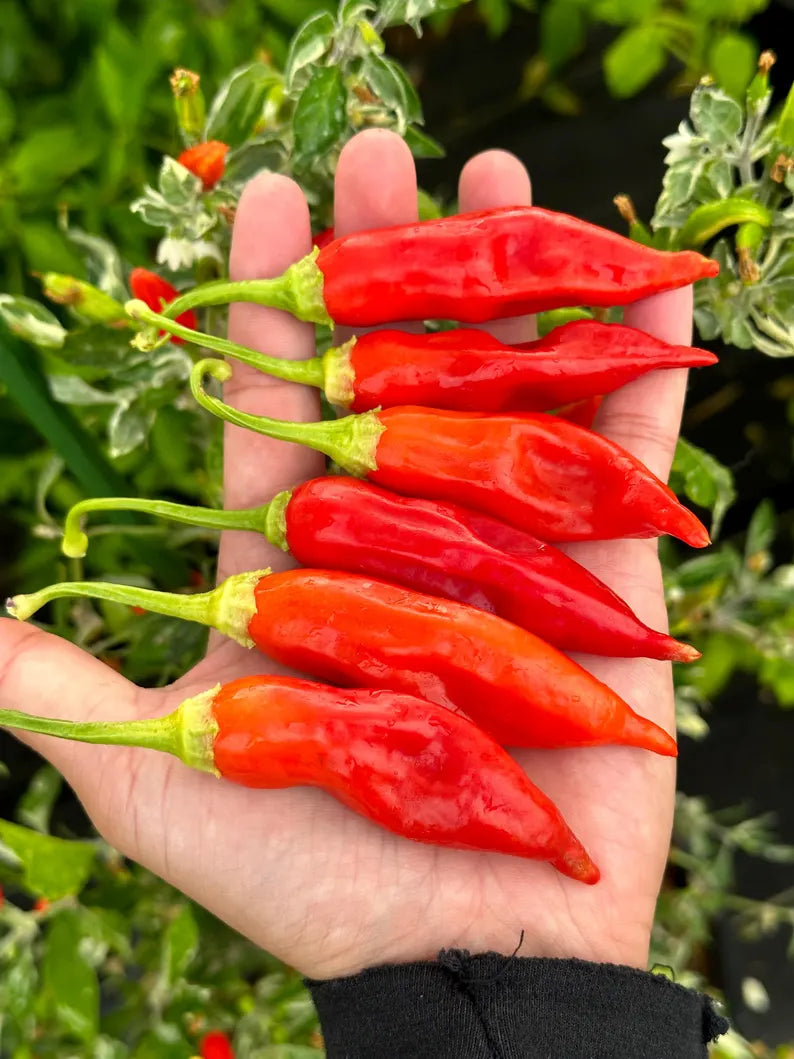 Dong Xuan Pepper Seeds