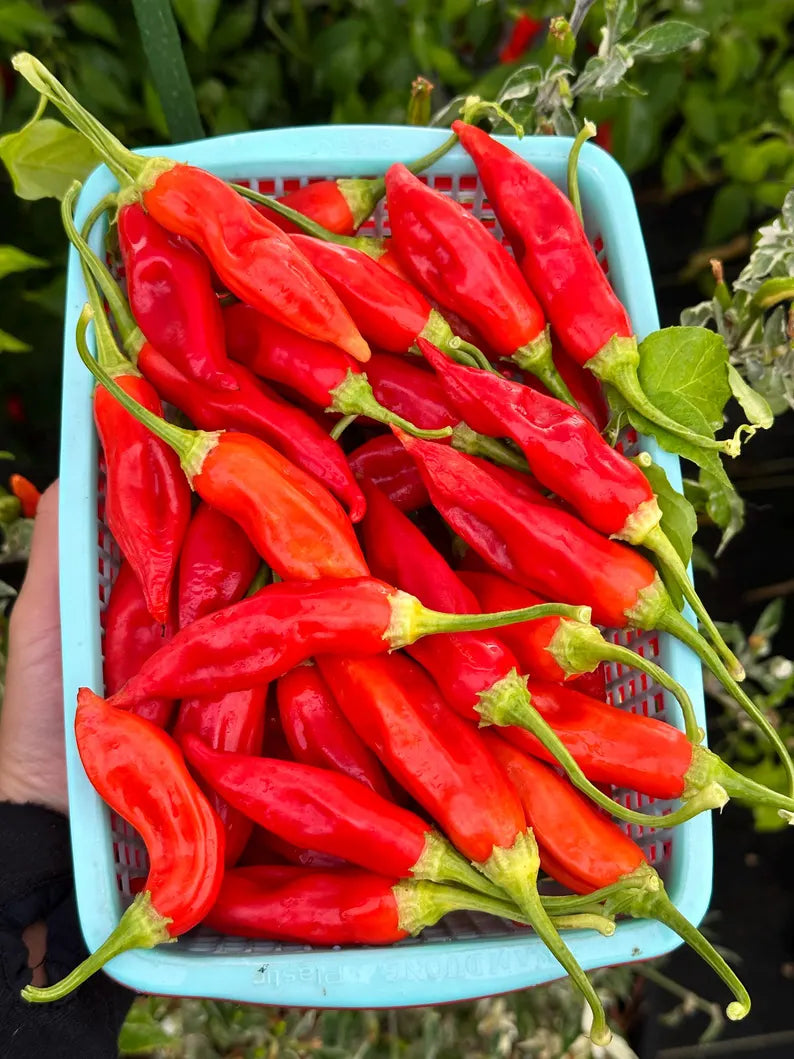 Dong Xuan Pepper Seeds