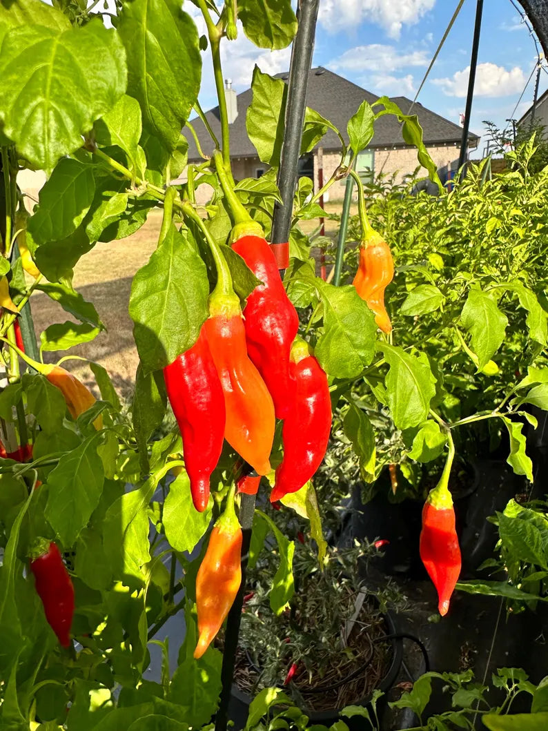 Dong Xuan Pepper Seeds