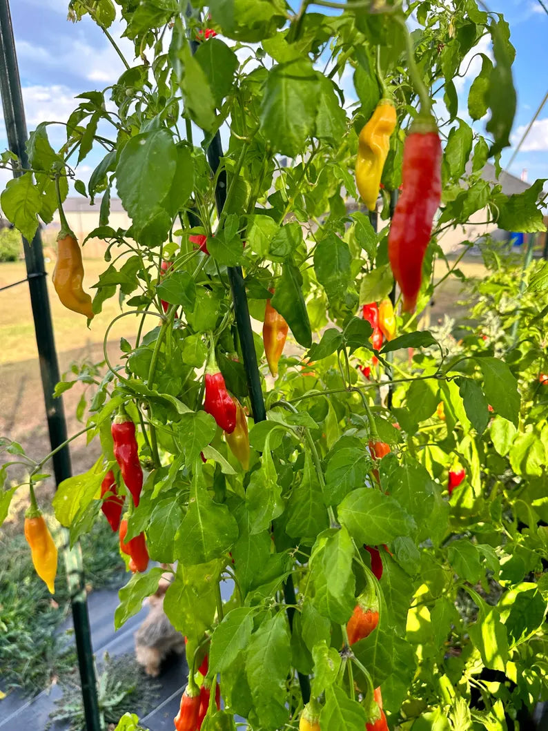 Dong Xuan Pepper Seeds