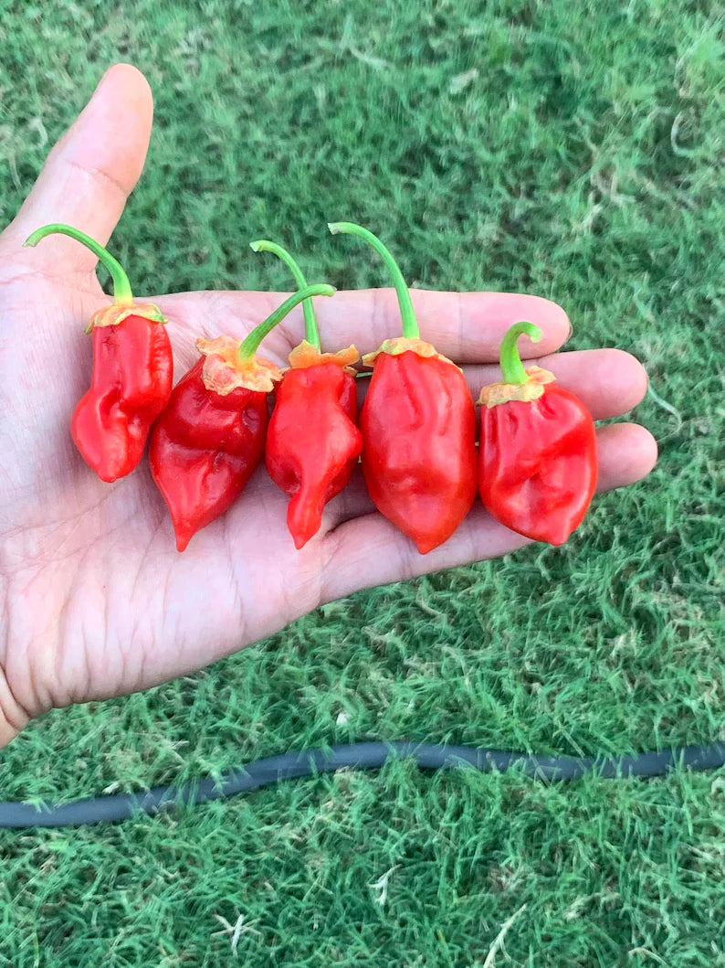 Donkey Punch Red Pepper Seeds