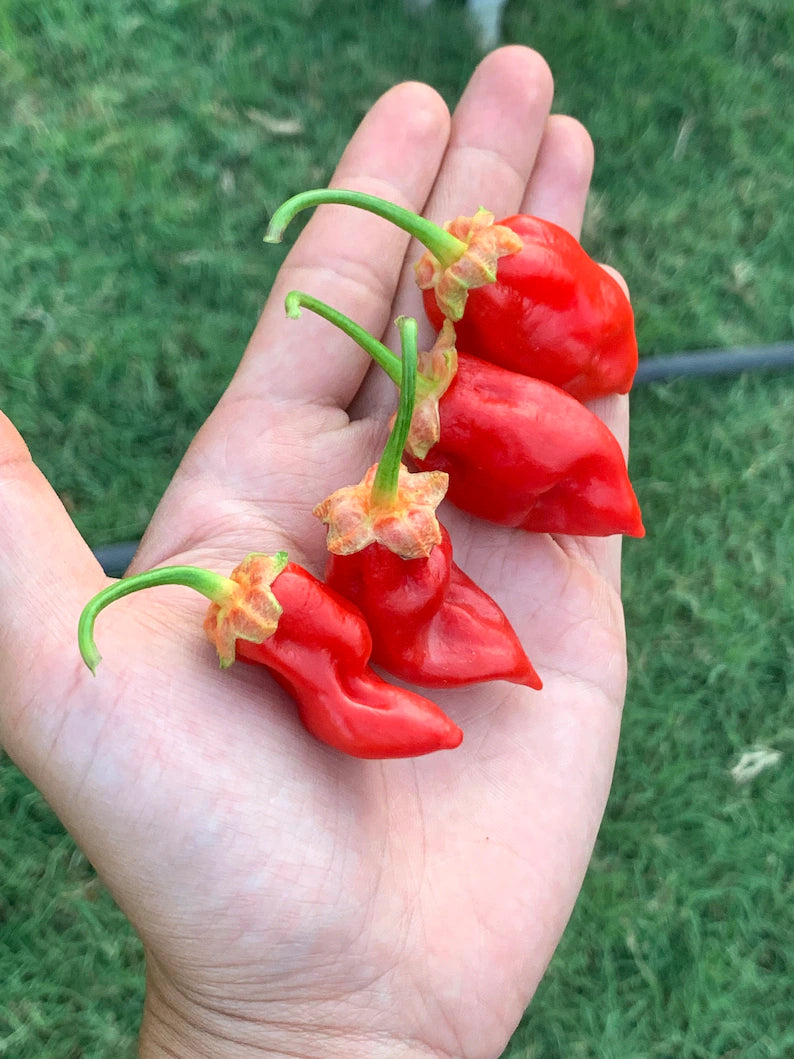 Donkey Punch Red Pepper Seeds