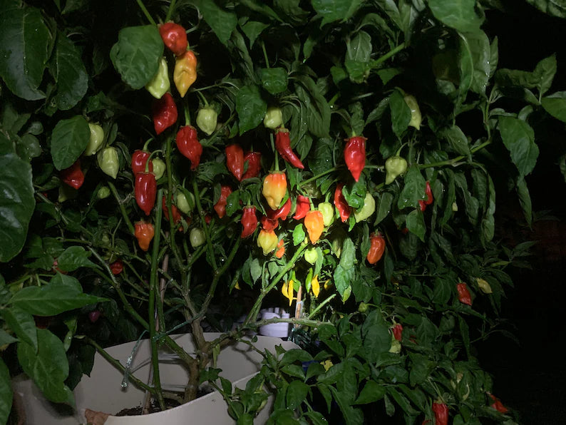 Donkey Punch Red Pepper Seeds