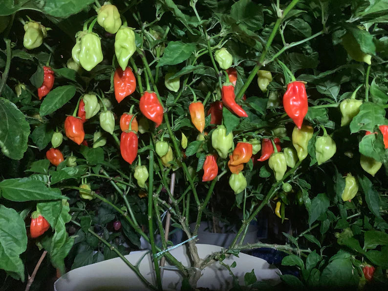 Donkey Punch Red Pepper Seeds