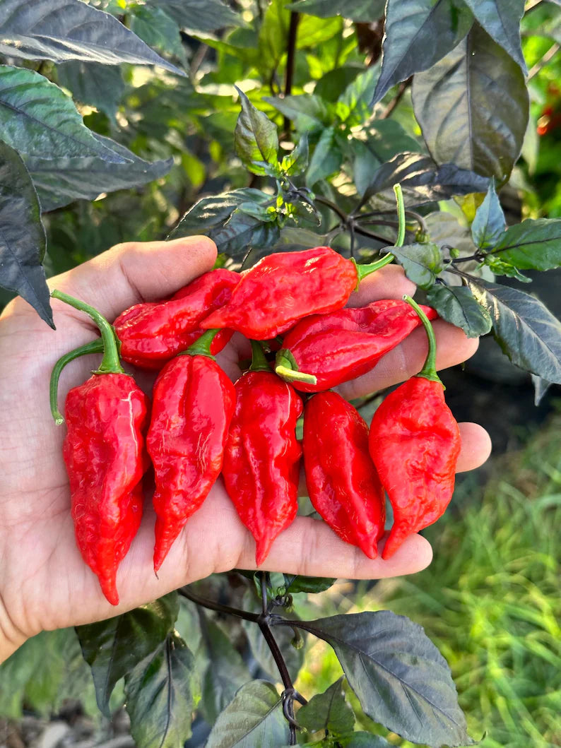 Dorset Naga Pepper Seeds