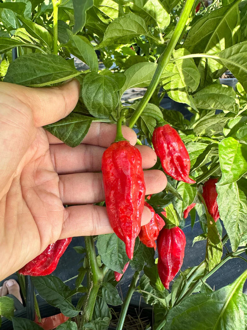 Dorset Naga Pepper Seeds