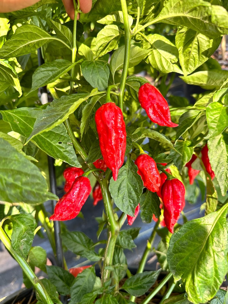 Dorset Naga Pepper Seeds