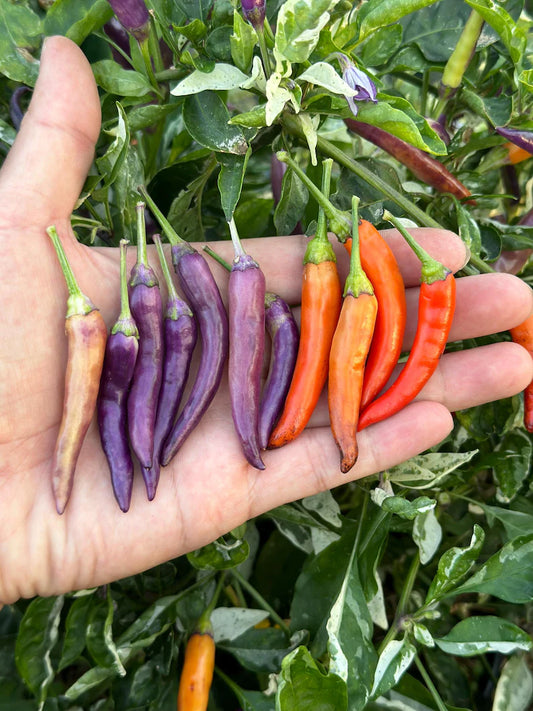 Dream Catcher Purple x Thunder Mountain Longhorn Pepper Seeds