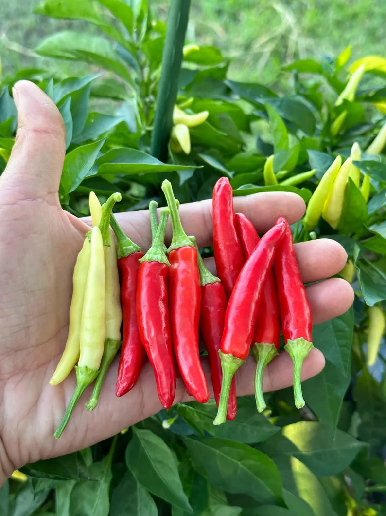 Dual White Thai Pepper Seeds