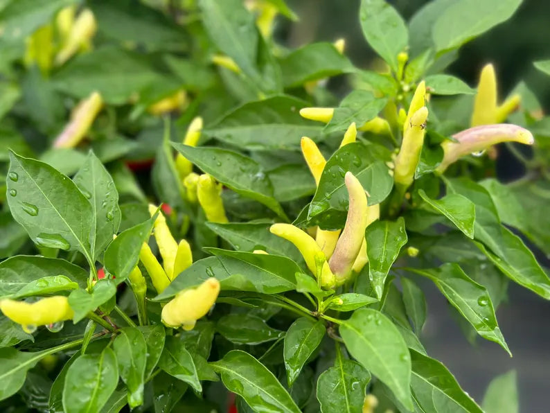 Dual White Thai Pepper Seeds