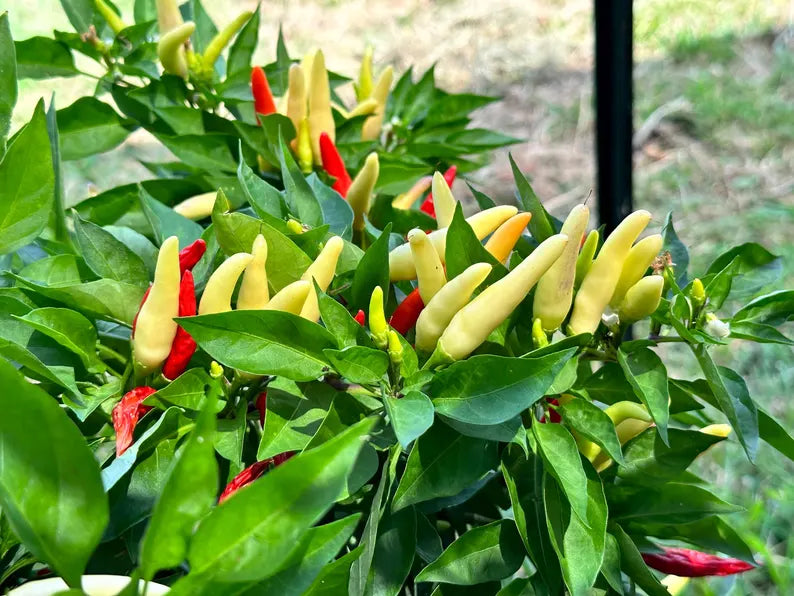 Dual White Thai Pepper Seeds